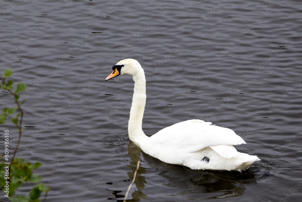 Fototapeta premium White Swan on the lake in Edinburgh Scotland, near Arthur's Seat. Seagull in background.