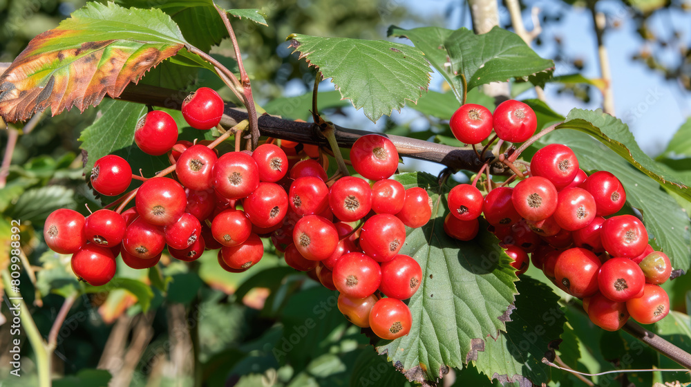In the summer, viburnum red berries are ripening among the foliage In the summer, viburnum red berries are ripening among the foliage