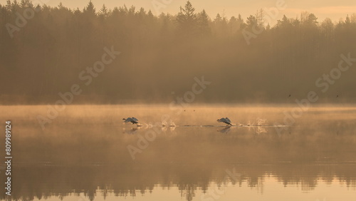 Wzbijające się łabędzie, zbiornik wodny © Adrian