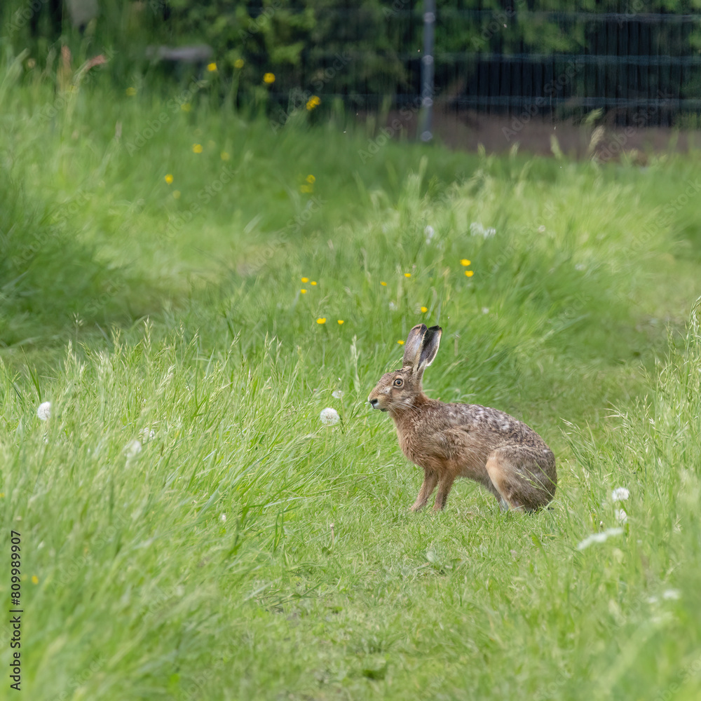Obraz premium Feldhase