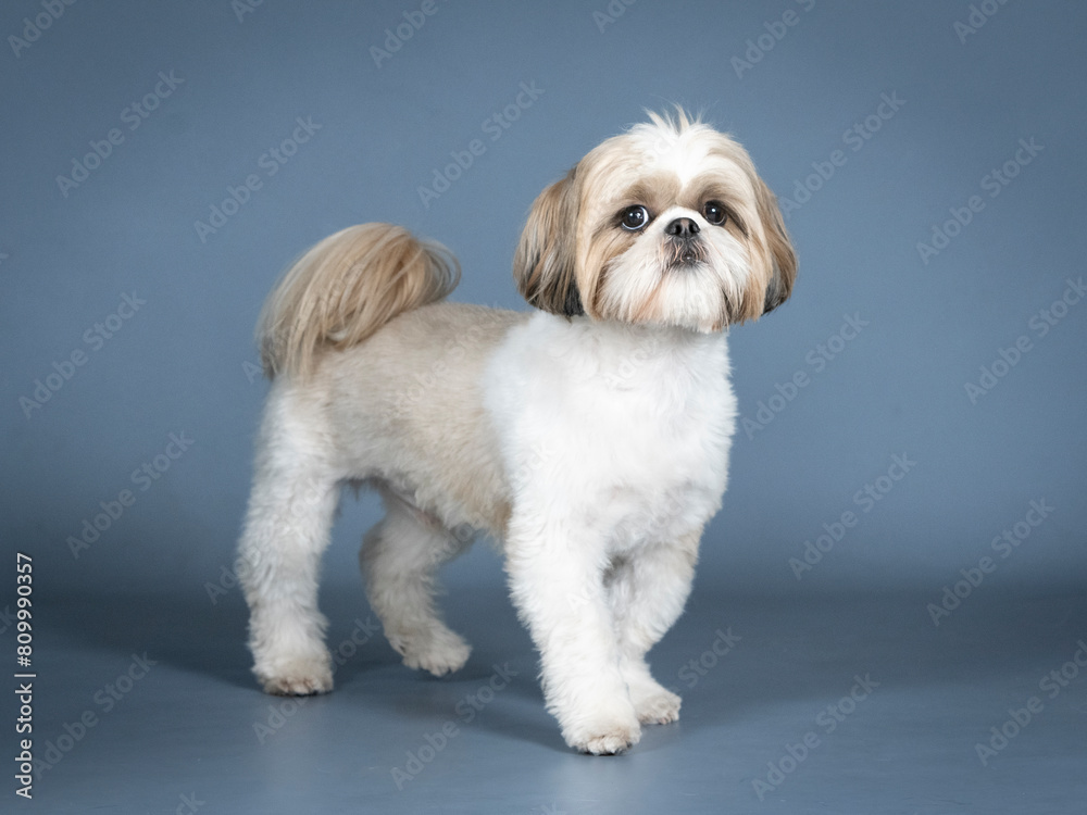 Shih tzu standing in profile in a photography studio Shih tzu standing in profile in a photography studio