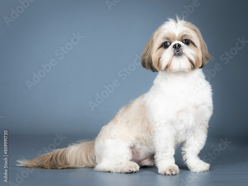 White and brown shih tzu sitting in a photography studio