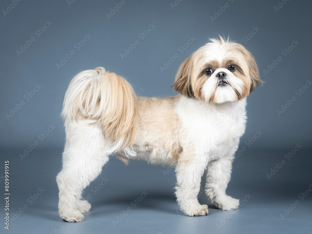 Shih tzu standing in profile in a photography studio Shih tzu standing in profile in a photography studio