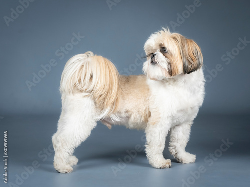 Shih tzu standing in profile in a photography studio