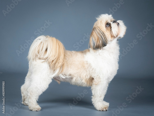 Shih tzu standing in profile in a photography studio