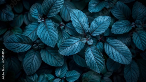  A tight shot of leaves with a blue overtone atop and base