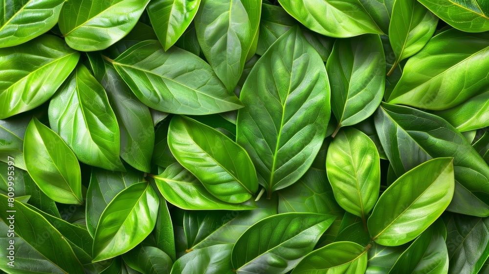 A tight shot of an expansive green wall adorned with enormous, vibrant green leaves A tight shot of an expansive green wall adorned with enormous, vibrant green leaves