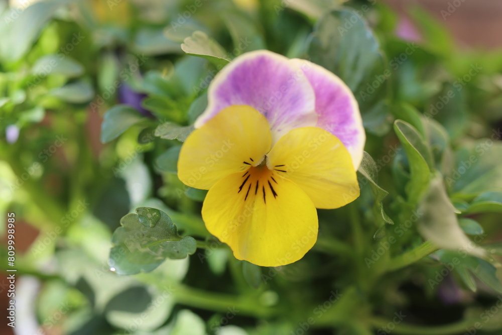 Fiołek rogaty Viola cornuta bratek Fiołek rogaty Viola cornuta bratek