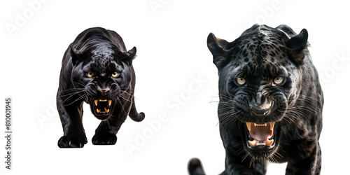 Set of an aggressive black panther ready to attack in close up, half body, and full body, Isolated on Transparent Background, PNG