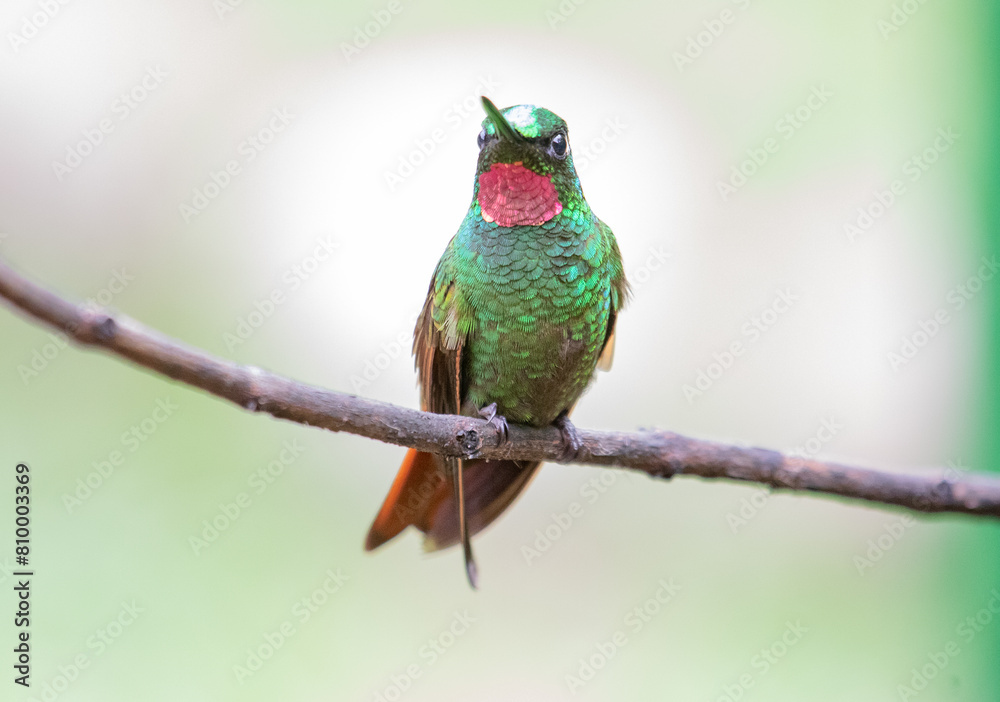 Bright hummingbird