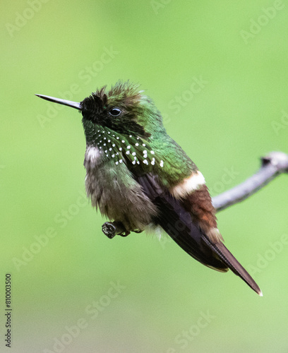 hummingbird on a branch