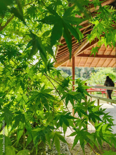 Beautiful view through the sunlit leaves of a tree of the pavilion of the Japanese garden in Toulouse in France on a spring morning