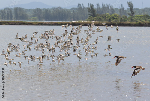 flock of seabirds