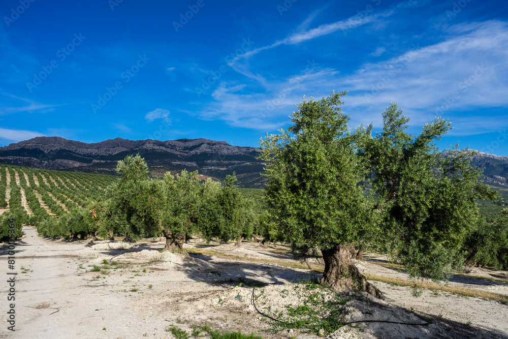 sea of olive trees , Quesada, Natural Park of the Sierras de Cazorla, Segura and Las Villas, Jaén province, Andalusia, Spain