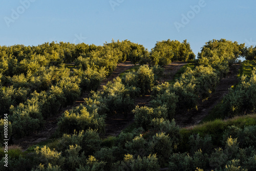 olive trees , Quesada, Natural Park of the Sierras de Cazorla, Segura and Las Villas, Jaén province, Andalusia, Spain photo