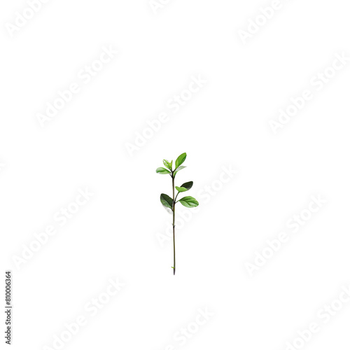plant isolated on white