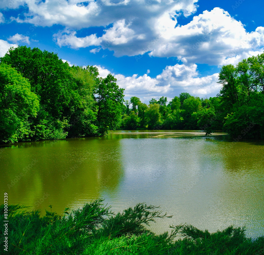 Fototapeta premium Summer landscape, the river in the park, tree in the park