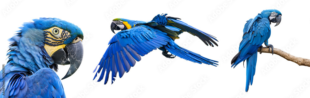 Fototapeta premium Flying Blue Macaw and Blue Parrot Set, Close Up, Showcasing Half and Full Body Views, Isolated on Transparent Background, PNG
