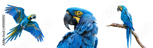 Half and Full Body Views of Blue Macaw and Blue Parrot Set, Close Up and Flying, Isolated on Transparent Background, PNG