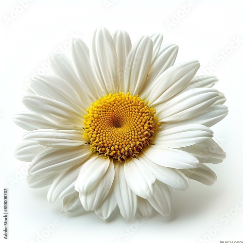 White chamomile flower isolated on white background   Studio shot