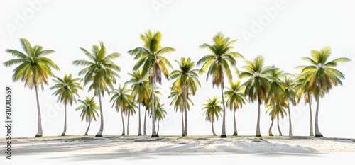 palm trees isolated on white background