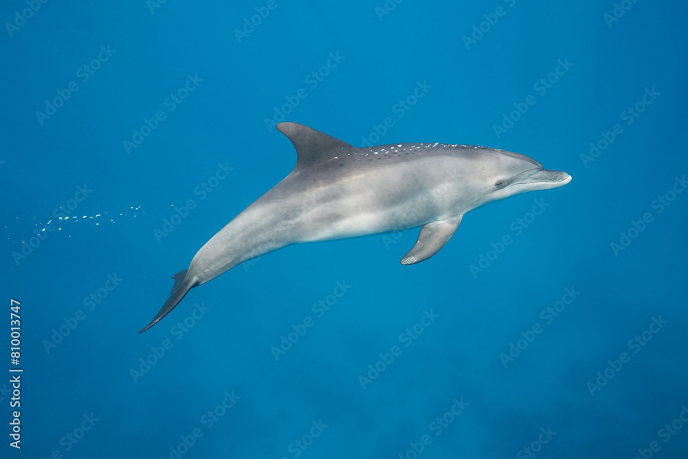 Obraz premium Common bottlenose dolphin tursiops truncatus underwater