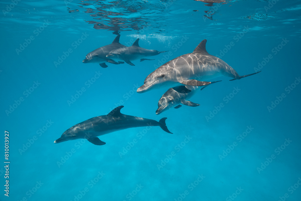 Naklejka premium Common bottlenose dolphin tursiops truncatus underwater