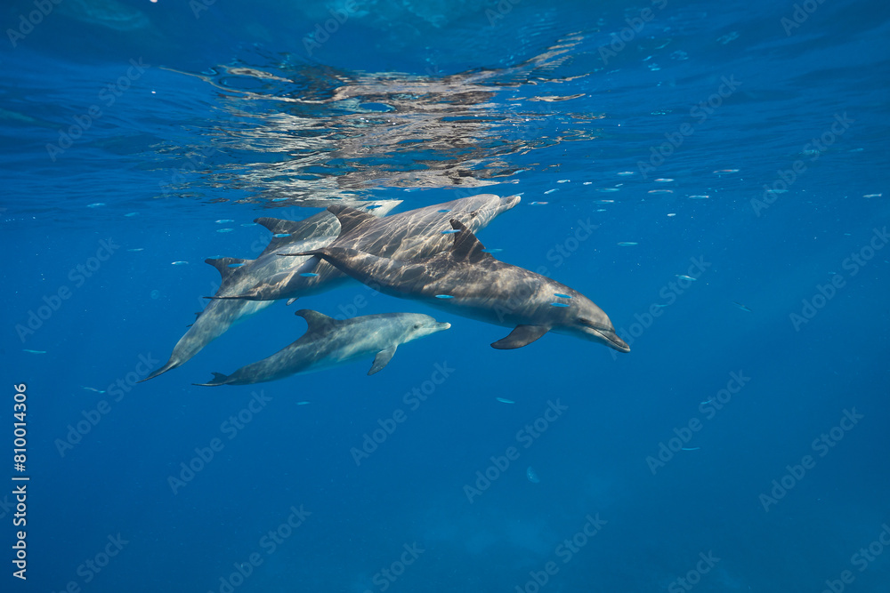 Fototapeta premium Common bottlenose dolphin tursiops truncatus underwater