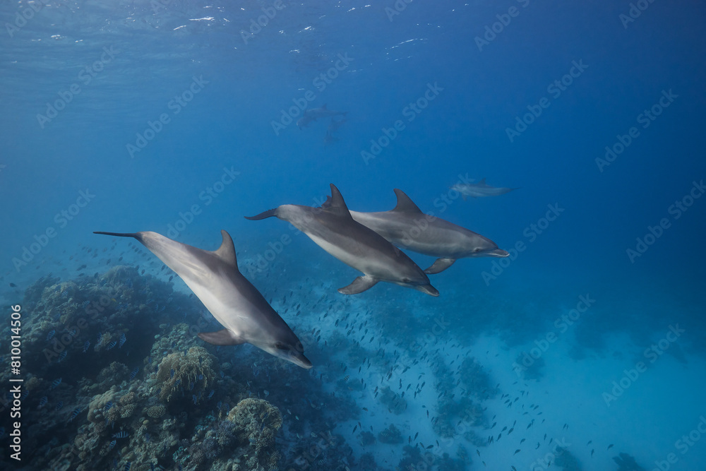 Fototapeta premium Common bottlenose dolphin tursiops truncatus underwater