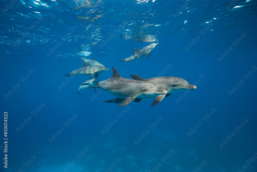 Obraz premium Common bottlenose dolphin tursiops truncatus underwater