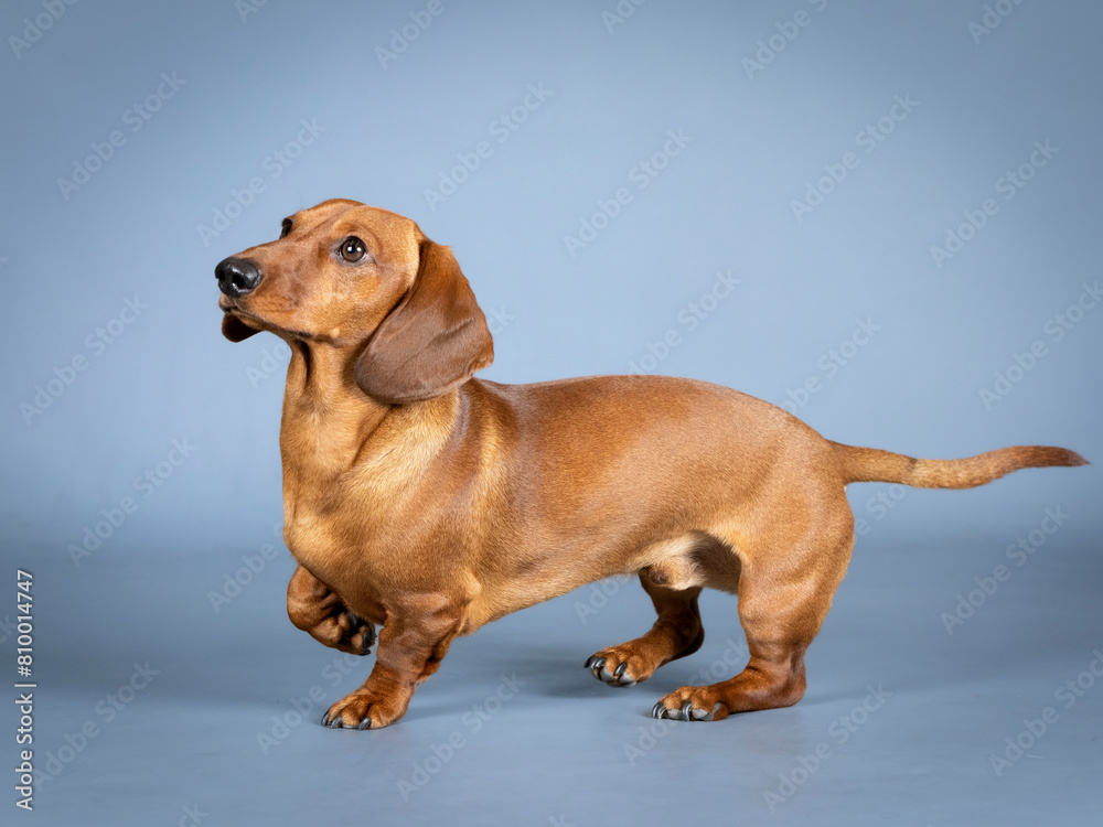 Brown shorthair dachshund jumping in a photography studio