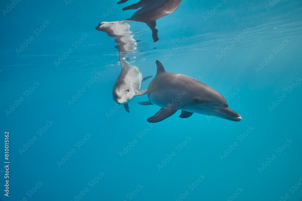 Common bottlenose dolphin tursiops truncatus underwater Common bottlenose dolphin tursiops truncatus underwater
