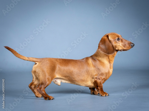 Brown shorthair dachshund posing in a photography studio