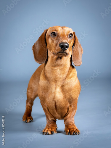 Brown shorthair dachshund posing in a photography studio