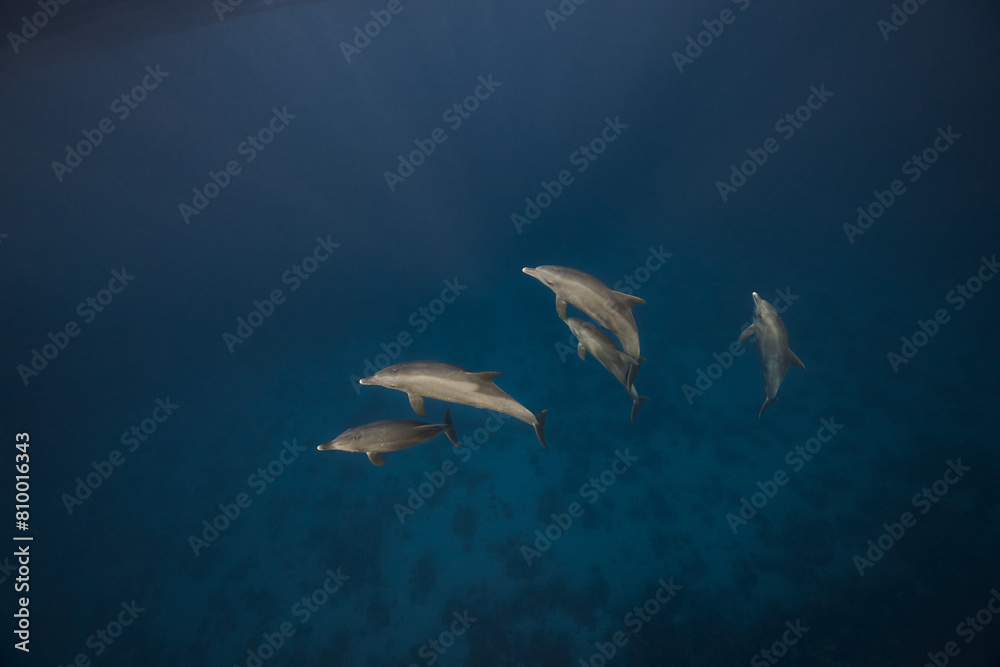 Common bottlenose dolphin tursiops truncatus underwater Common bottlenose dolphin tursiops truncatus underwater