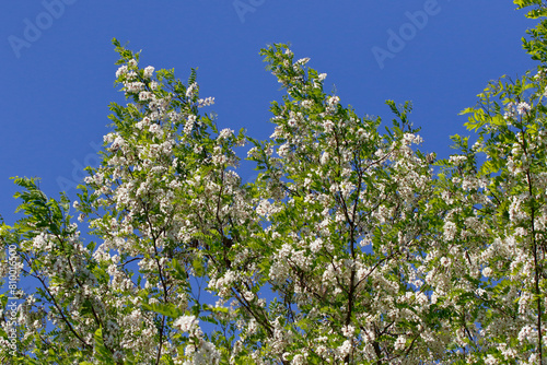 Blühende Robinienzweige gegen den blauen Frühlingshimmel