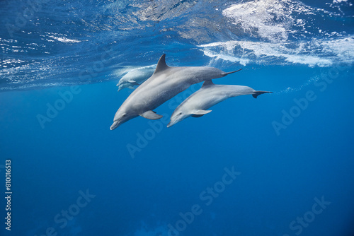 Common bottlenose dolphin tursiops truncatus underwater