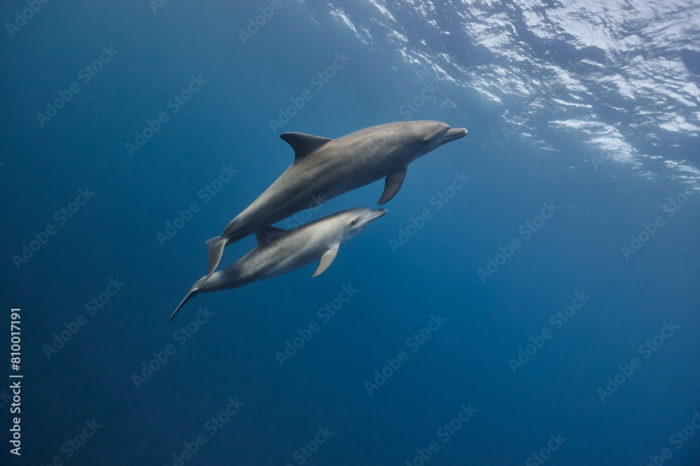 Fototapeta premium Common bottlenose dolphin tursiops truncatus underwater