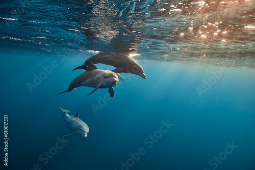 Common bottlenose dolphin tursiops truncatus underwater