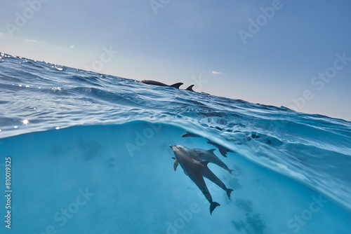 Φωτογραφία Common bottlenose dolphin tursiops truncatus underwater