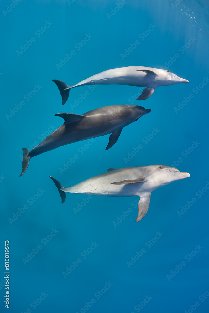 Common bottlenose dolphin tursiops truncatus underwater Common bottlenose dolphin tursiops truncatus underwater