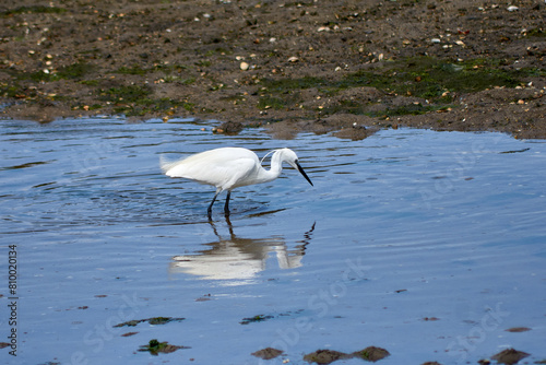 Little Egret (Egretta garzetta) searching for food in the Foz estuary in Ramallosa, Nigran, Pontevedra, Spain photo