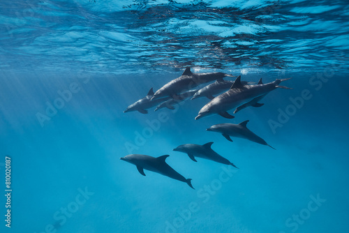 Common bottlenose dolphin tursiops truncatus underwater © zimagine