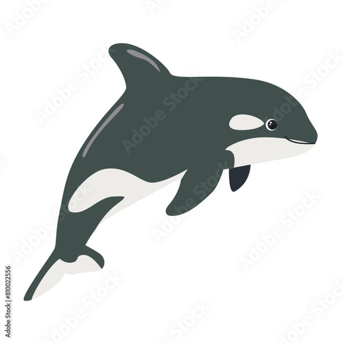 killer whale hand drawing illustration on white background