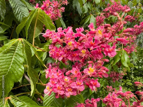 Red Horse chestnut blooming in the spring