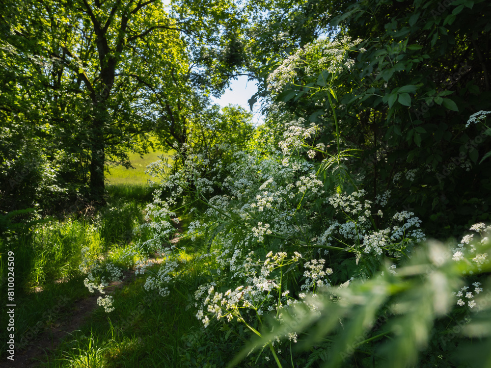 Fototapeta premium Waldweg im Grünen, wächst wilde Möhre
