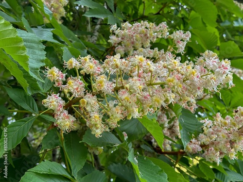 Common Horse-chestnut. Aesculus turbinata, common name Japanese horse-chestnut, is native to Japan but cultivated elsewhere.