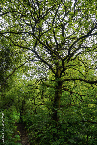 Starke Bäume Dammelsberg am Rotenberg, nach Regen © Winfried
