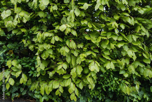 Wallpaper Mural Grüne Hecken, Holzzaun, Begrünung, Grundstücksgrenze Torontodigital.ca