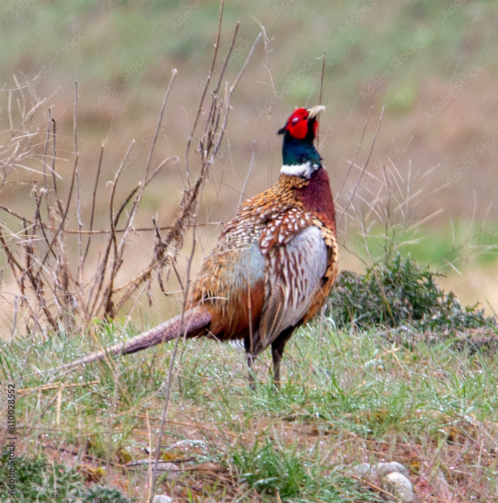 Fototapeta premium Pheasant